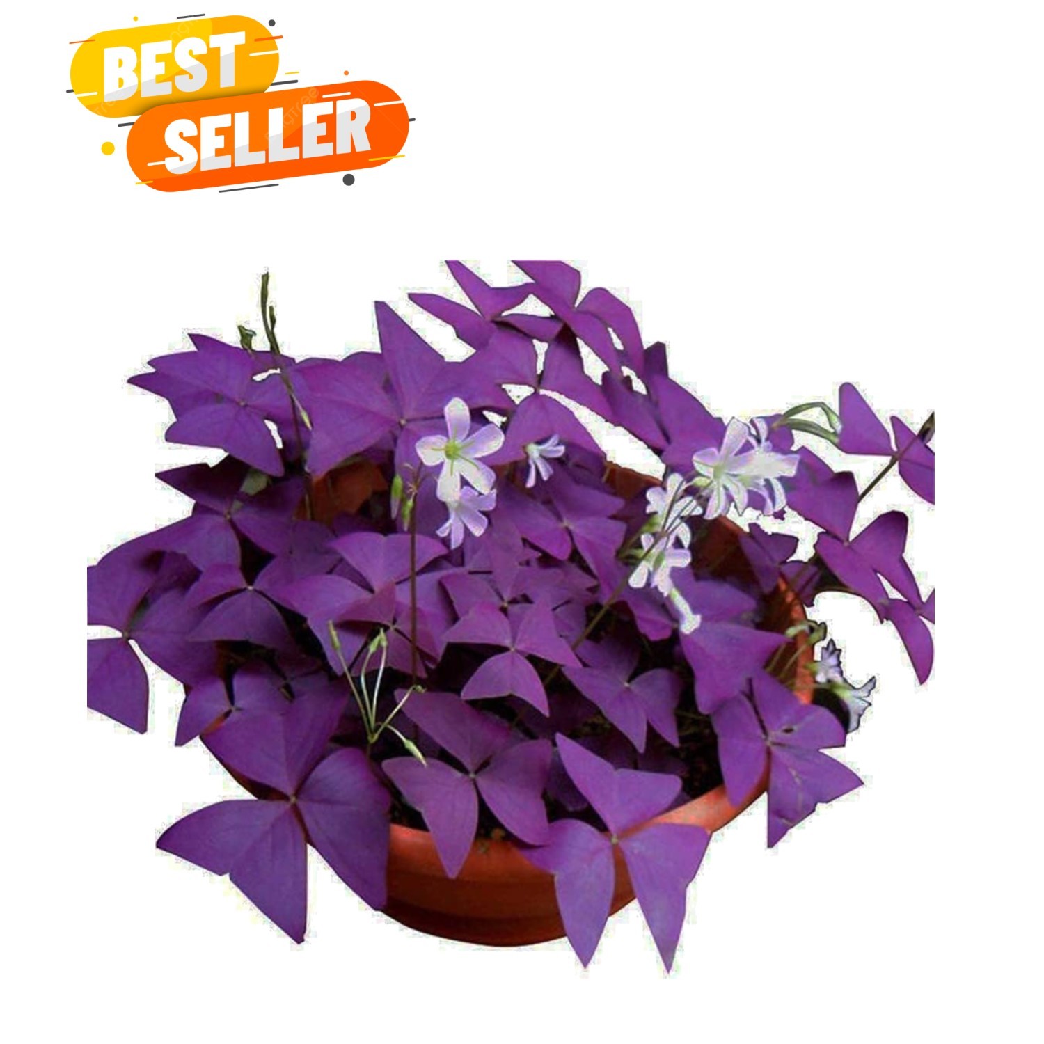 Oxalis Triangularis 10 Bulbs – Beautiful Purple Shamrocks for Indoors & Outdoors