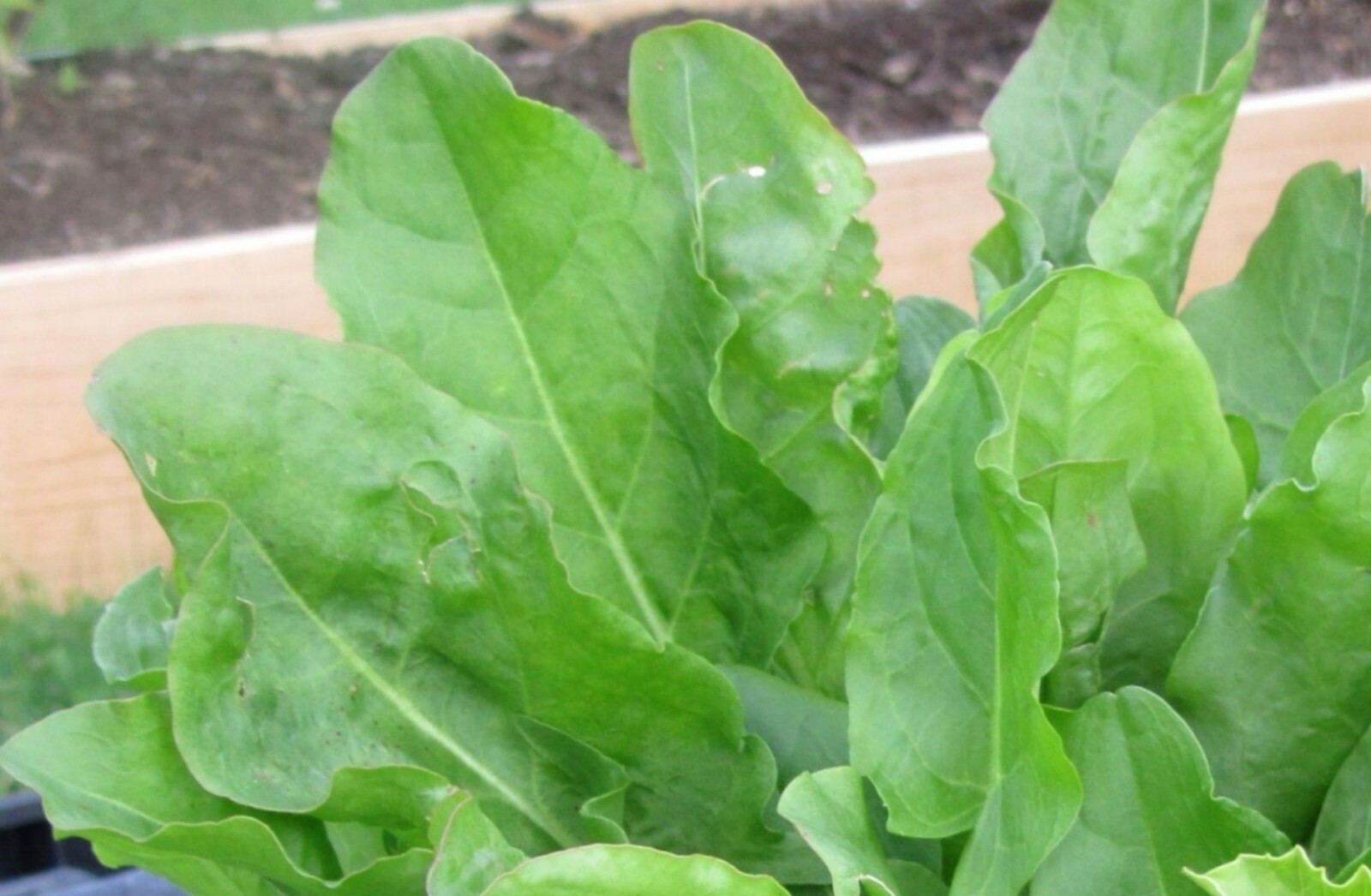 Sorrel Seeds- Heirloom Lettuce Herb- 400+ 2021 Seeds $1.69 Max Shipping