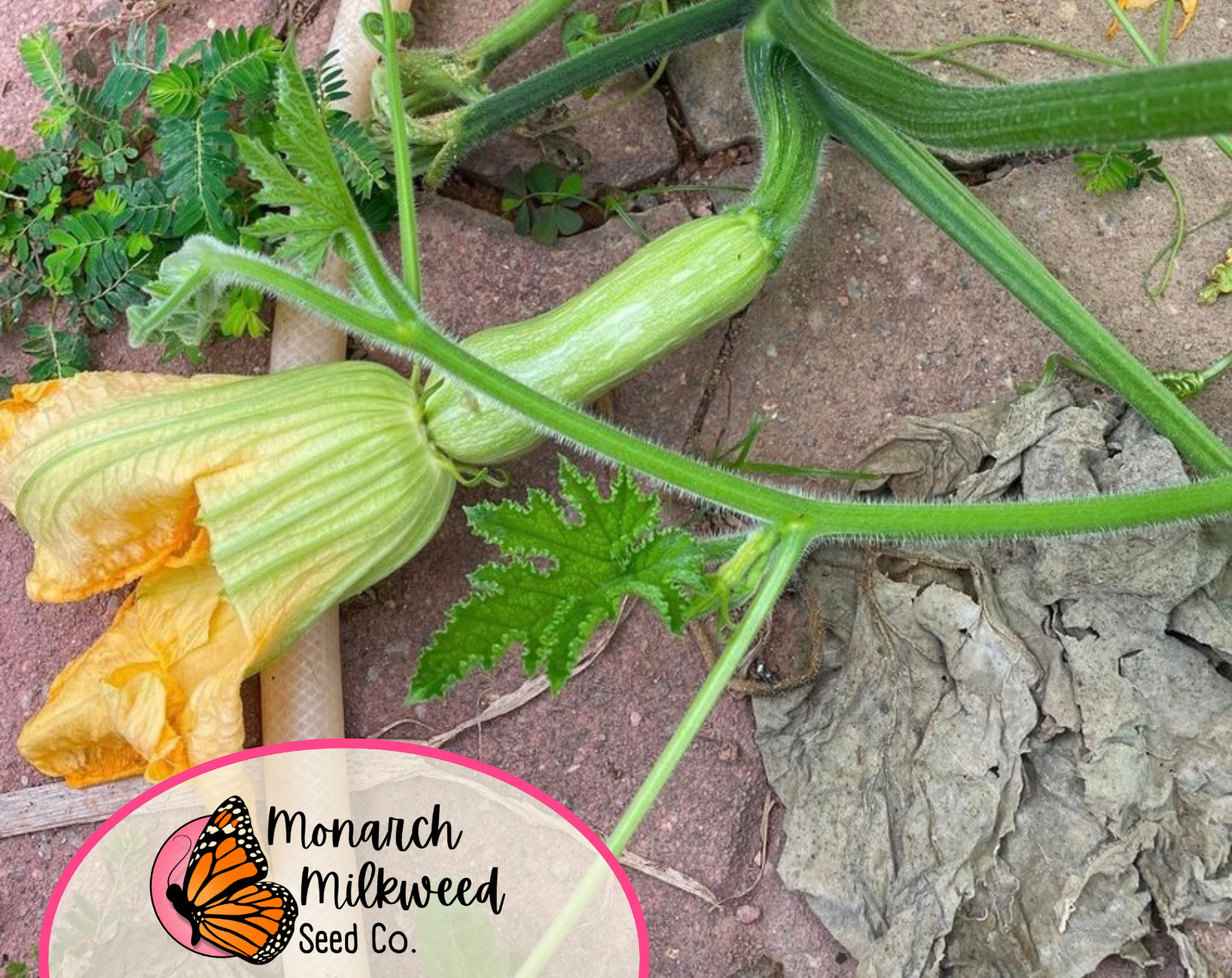 75+ Butternut Squash Seeds | Heirloom, Non-GMO, Vegetable Gardening Seed Packet
