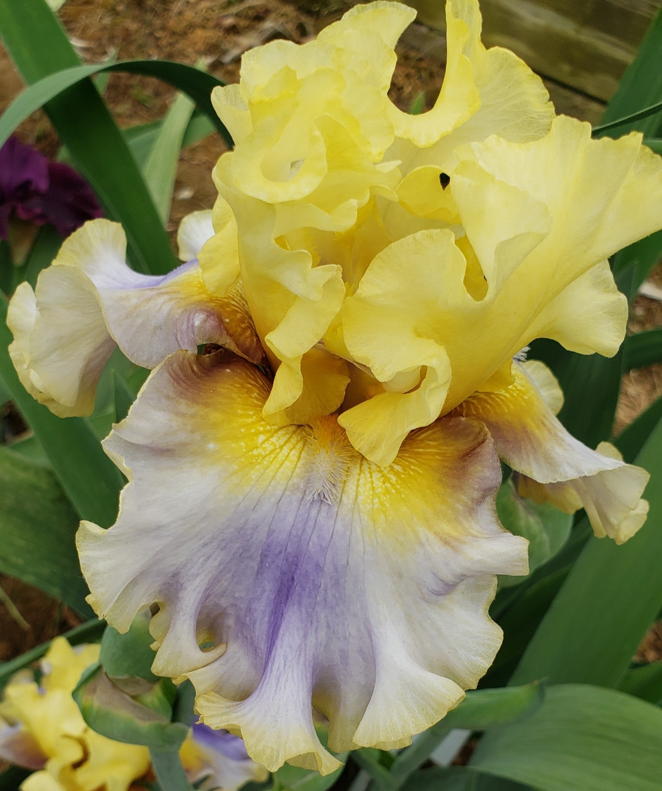 Tall Bearded Iris Travelling Light