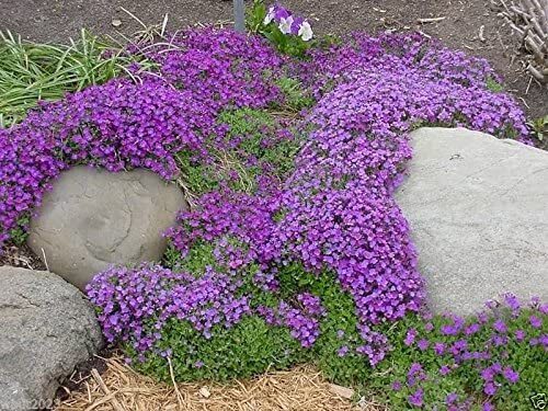 100 Aubrieta Seeds – Cascade Purple Flower Seeds, Rock Cress, Perennial