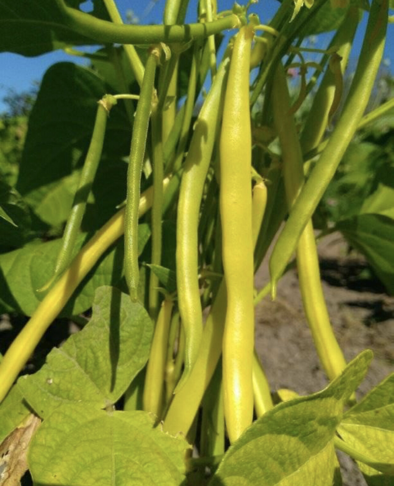 Gold Rush Yellow Bean Seeds | Heirloom | Organic | Bush | Wax Beans | Vegetable