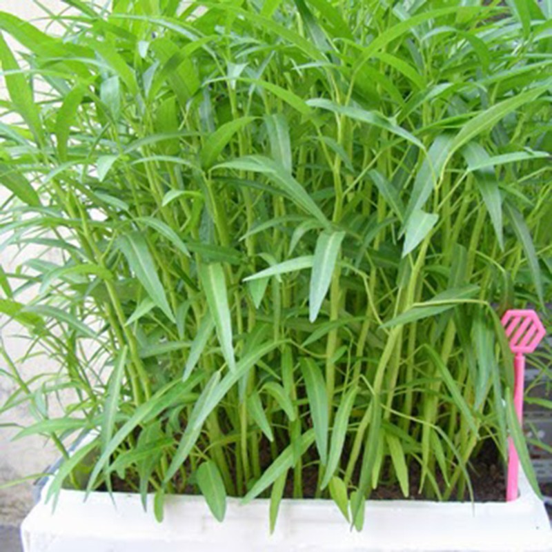 Water Spinach Seeds ,ong choy, kangkong, Rau Muống