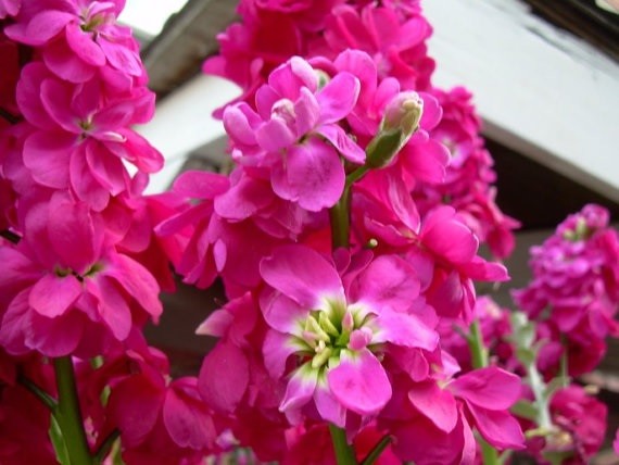 50+ Evening Stock Matthiola Cinderella Pnk Flower Seeds Mix / Reseeding Annual