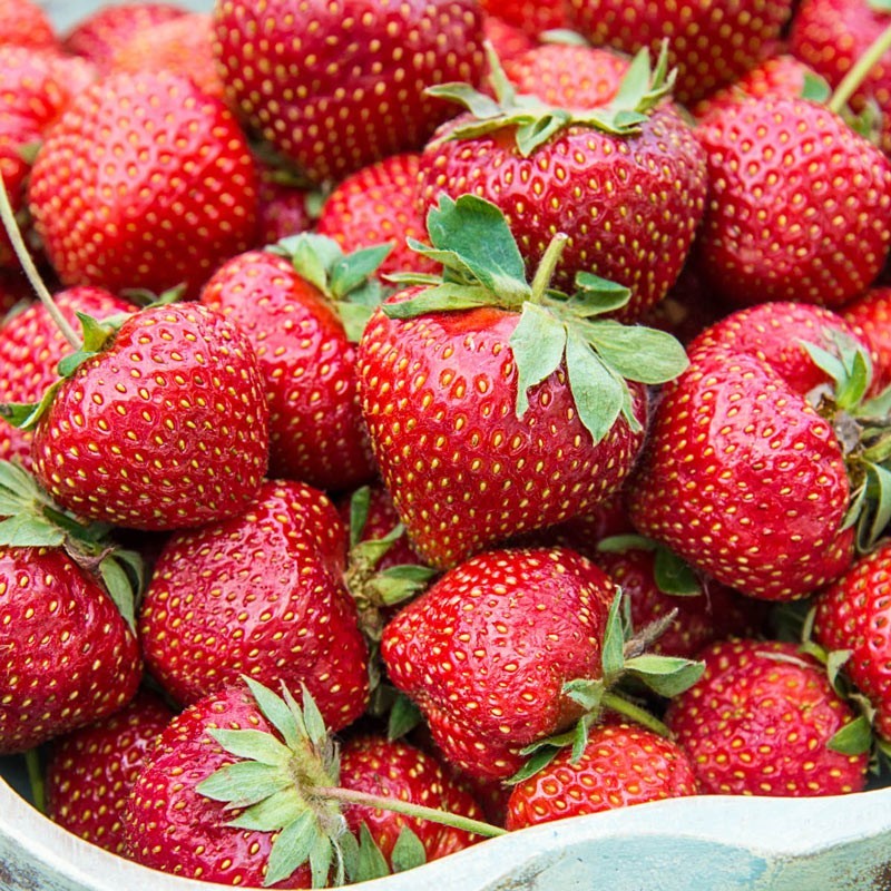 12 Flavorfest Strawberry Plants- Excellent flavor(Pack of 12 Bare Root) Zone:4-8