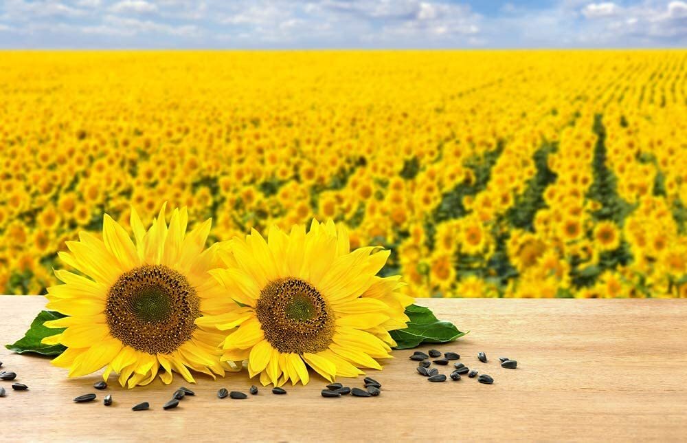 Black Oil Sunflower Seeds for Planting – 200+ Seeds – Made in USA – Attract Bird