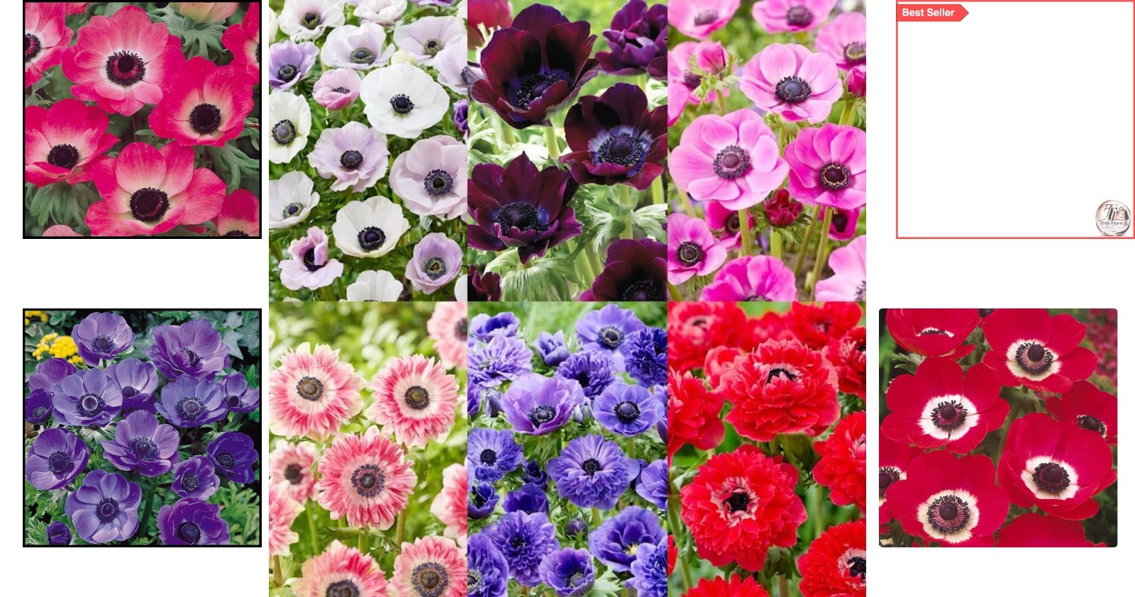 100+ Perennial Anemone Flower Seeds – Fragrant, Non-GMO, All-Season Ornamenta…