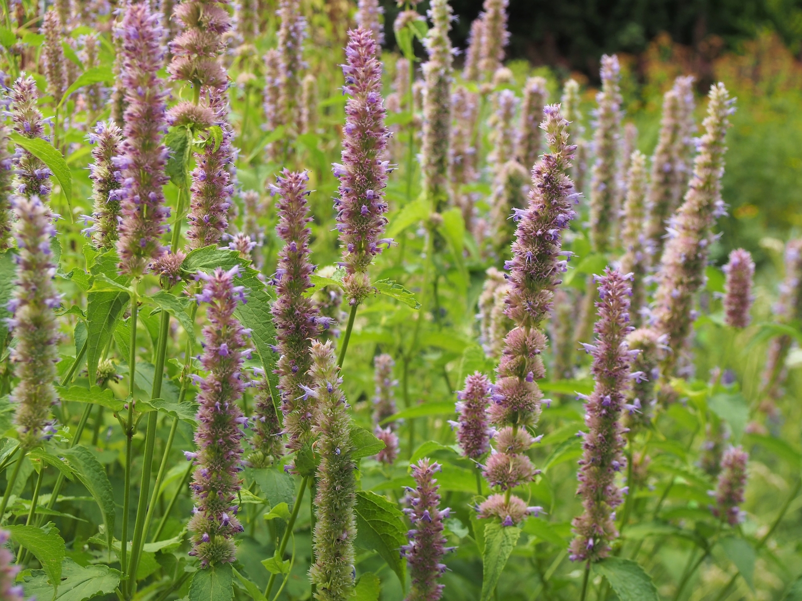 5000 AGASTACHE MEXICANA Seeds (Mexican Giant Hyssop) | NON-GMO | Free shipping