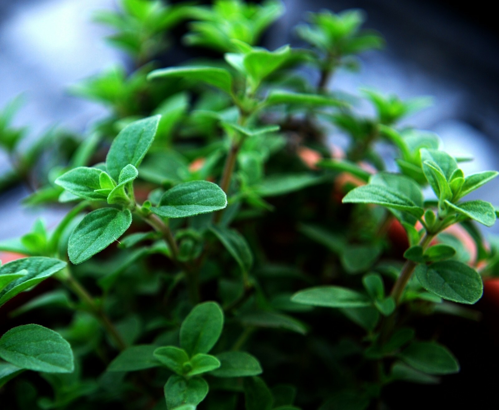 Oregano Seeds- Italian Herb Seeds- 500+ 2021 seeds $1.69 Max Shipping/order
