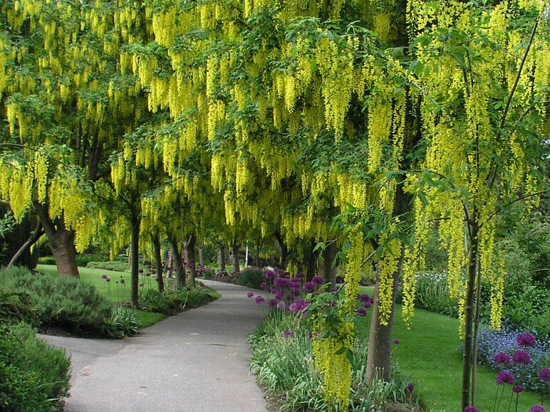 Cassia Fistula, Tropical Golden Shower Tree 20 Seeds, Ships From USA