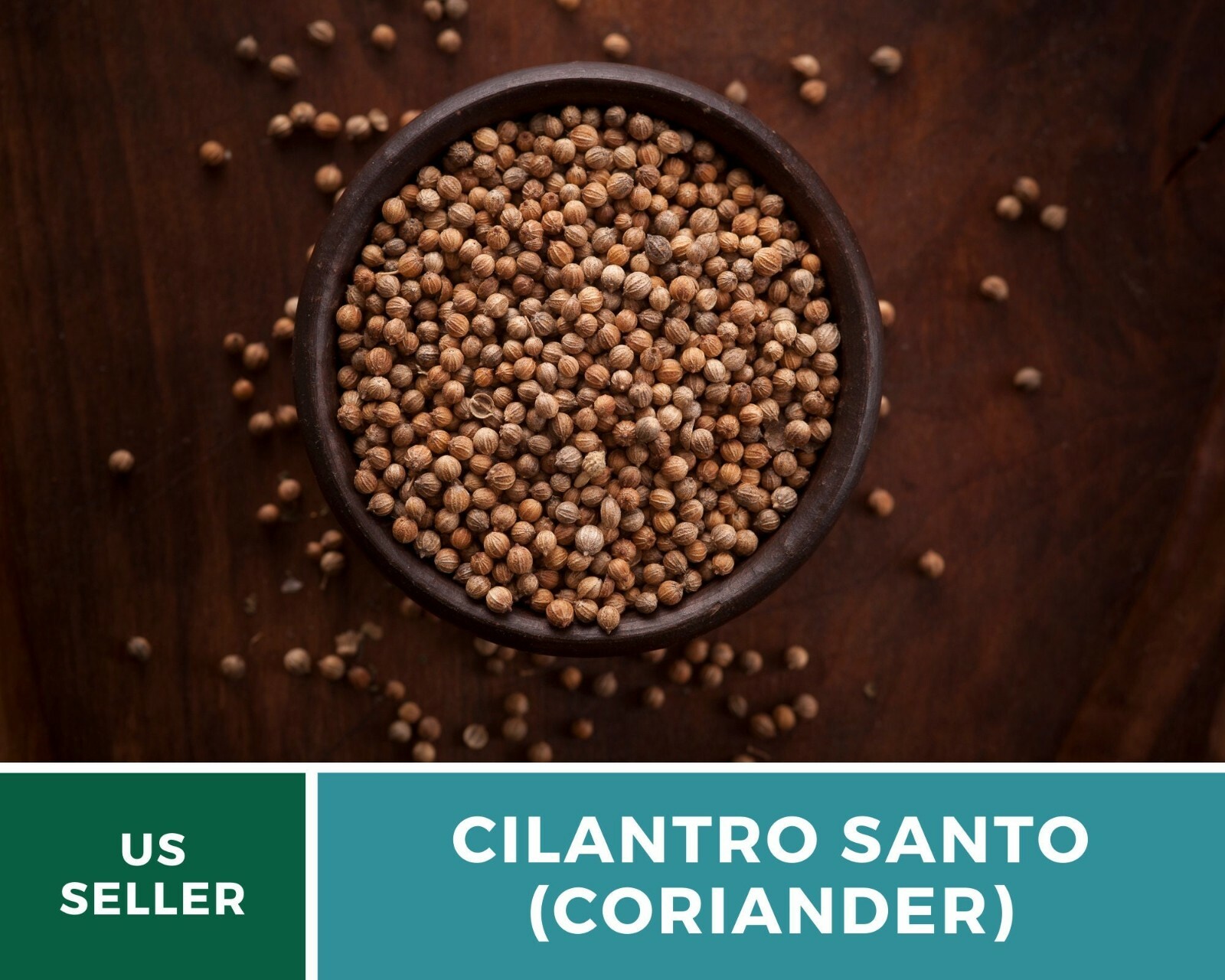 Cilantro (Coriander), Santo – Heirloom Seeds – Culinary & Medicinal Herb