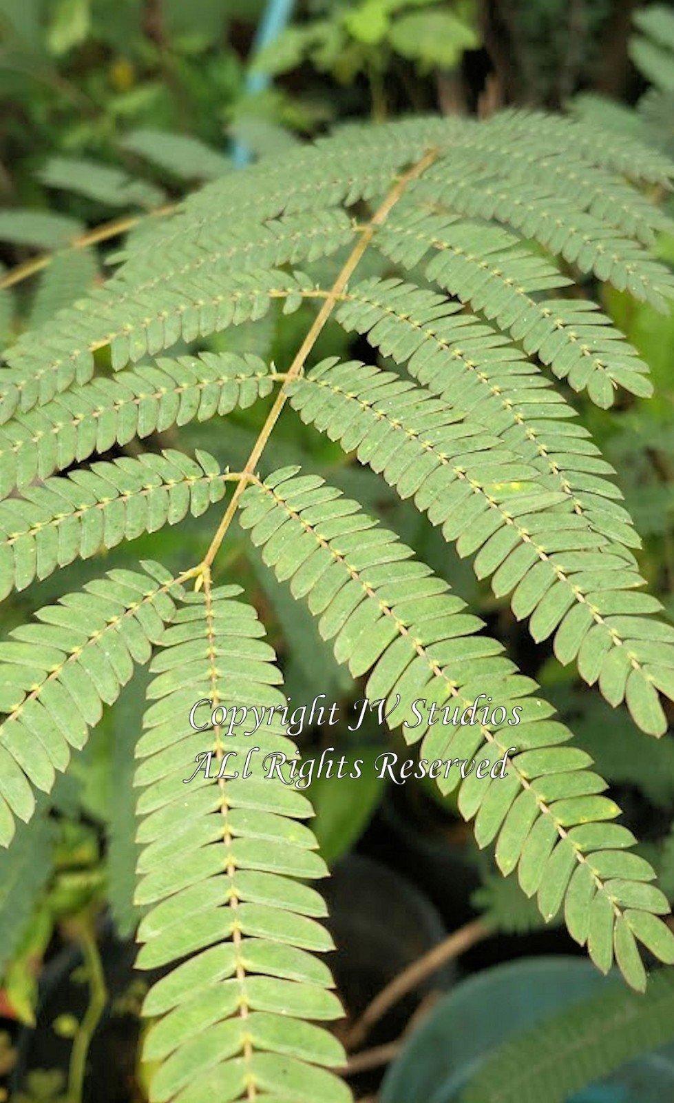 Tropical Seeds -Silk Tree Mimosa 20 Heirloom Seeds -Albizia julibrissin
