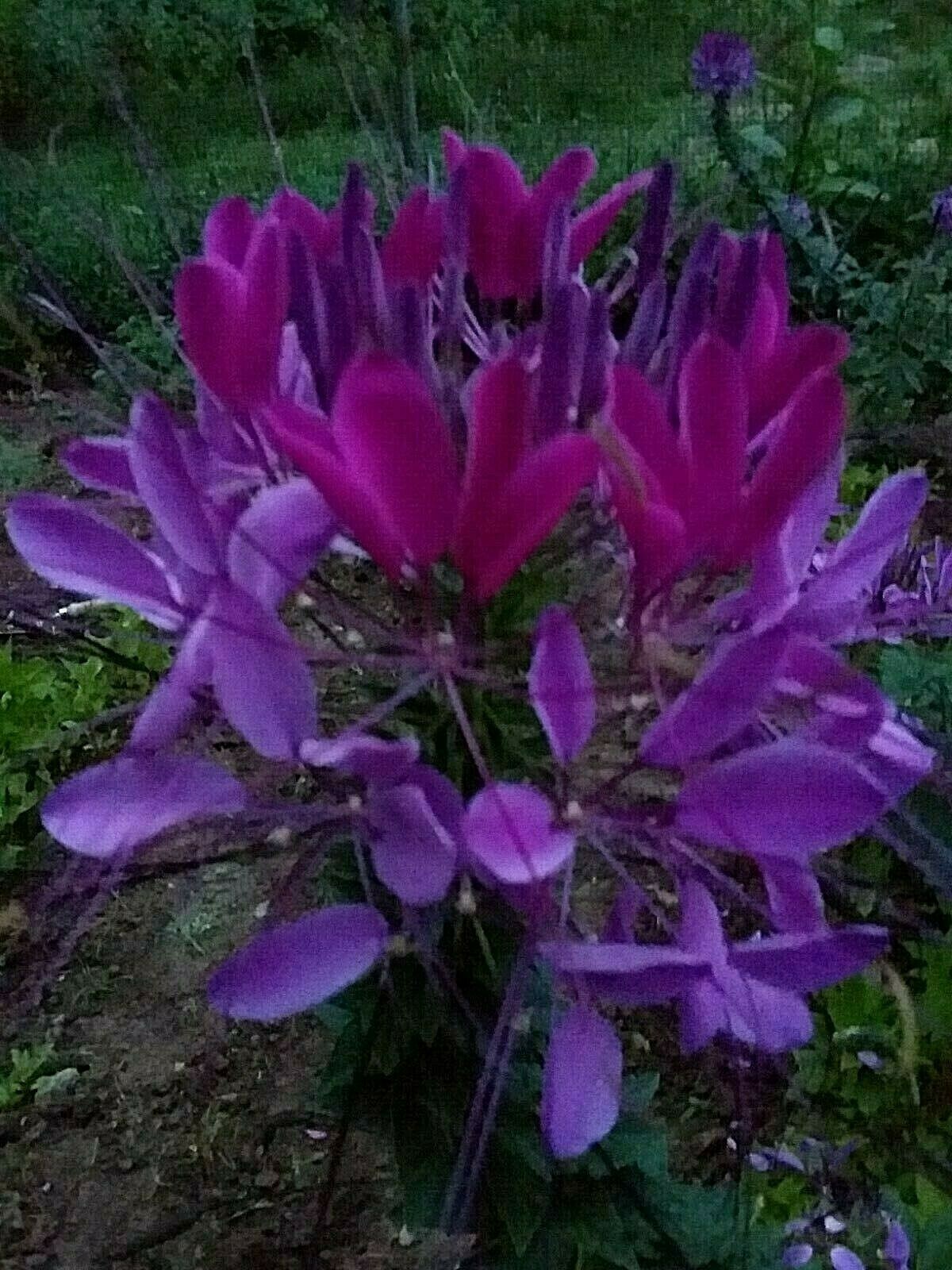 Violet Queen Cleome Seeds- (Spider Flower) 30 Seeds Comb. S/H See Our Store