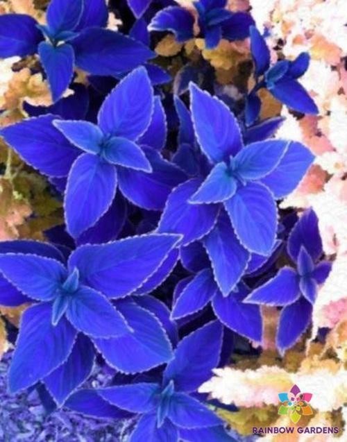 25+ Navy Blue Coleus Seeds for Garden Planting – USA – FREE SHIPPING!