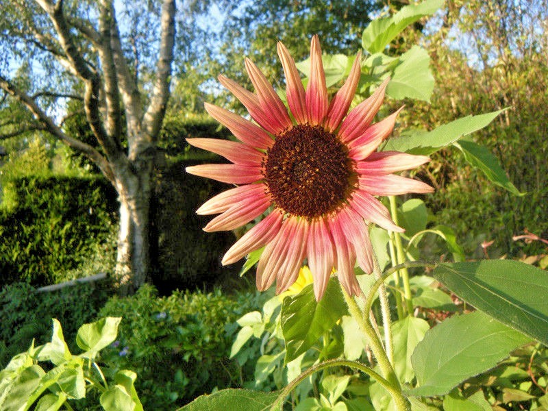 50+INDIAN BLANKET SUNFLOWER Seeds Native Wildflower Pollinators Cut Flowers Easy