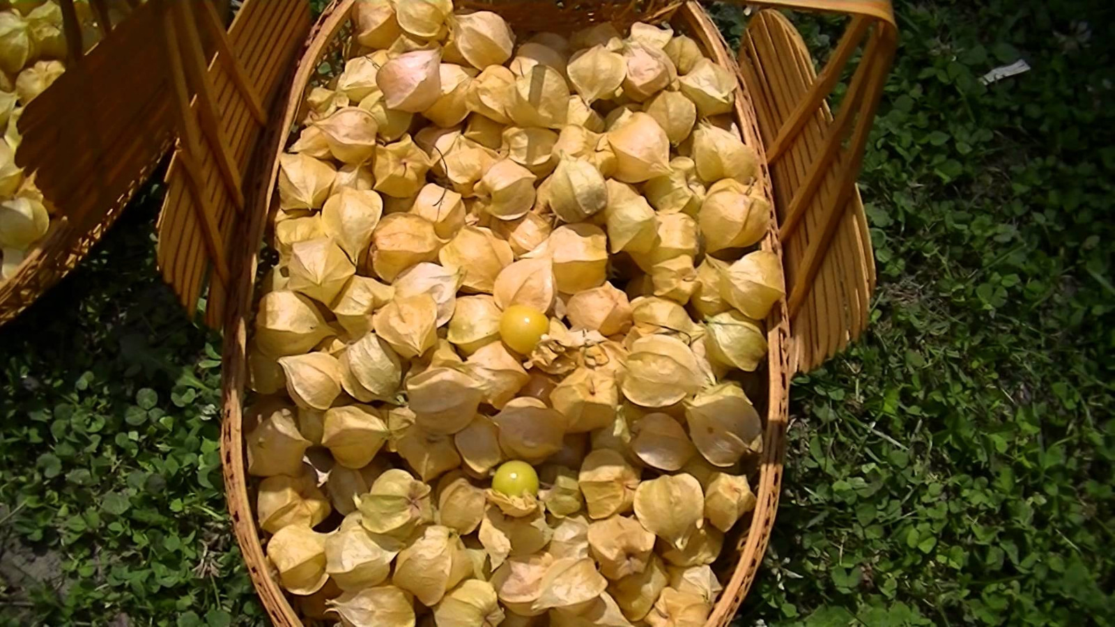 20 Seeds Aunt Molly’s Ground Cherry ORGANIC Cape gooseberry Husk Tomatillo