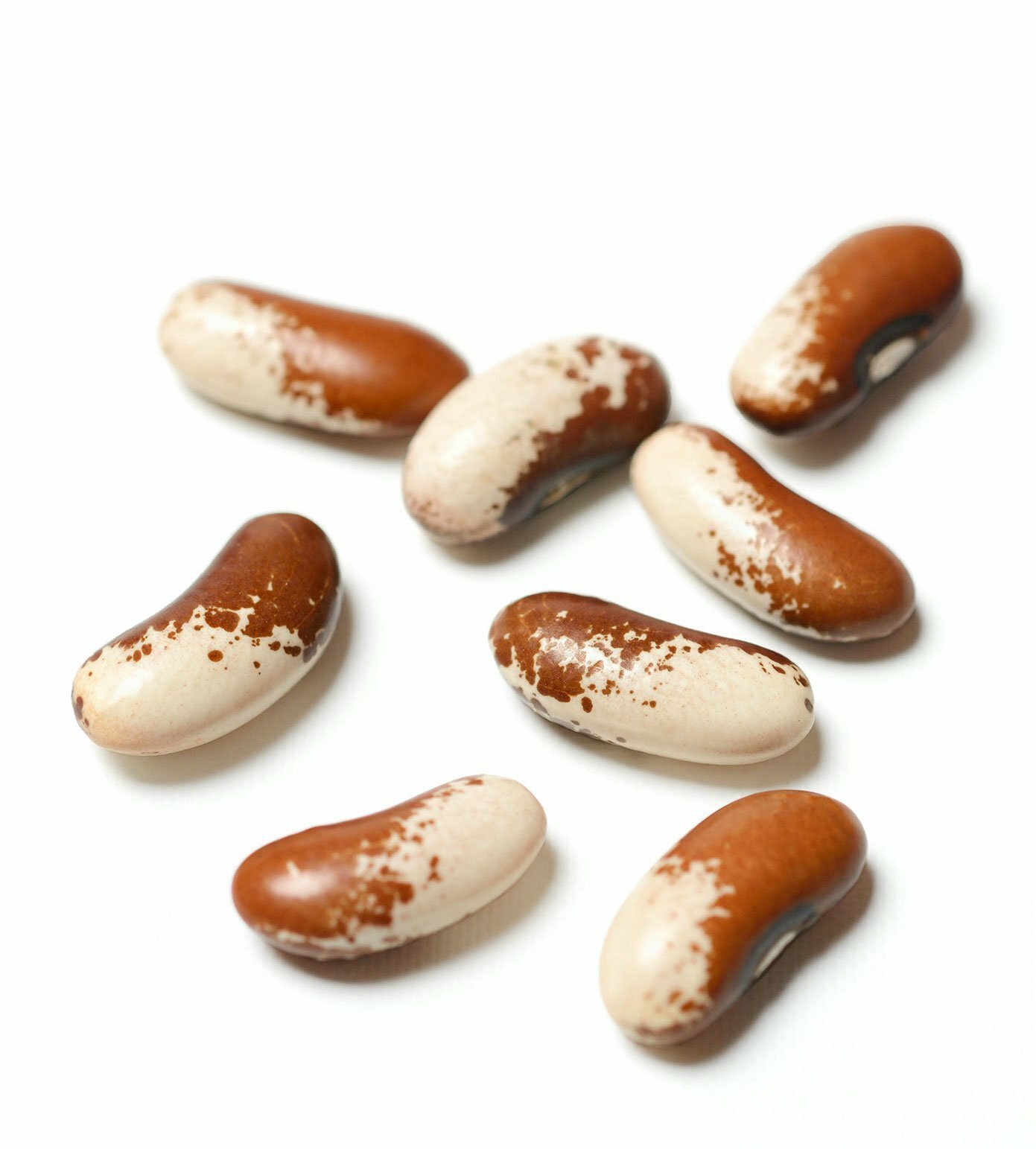 Organic Painted Pony Bush Bean – Phaseolus vulgaris