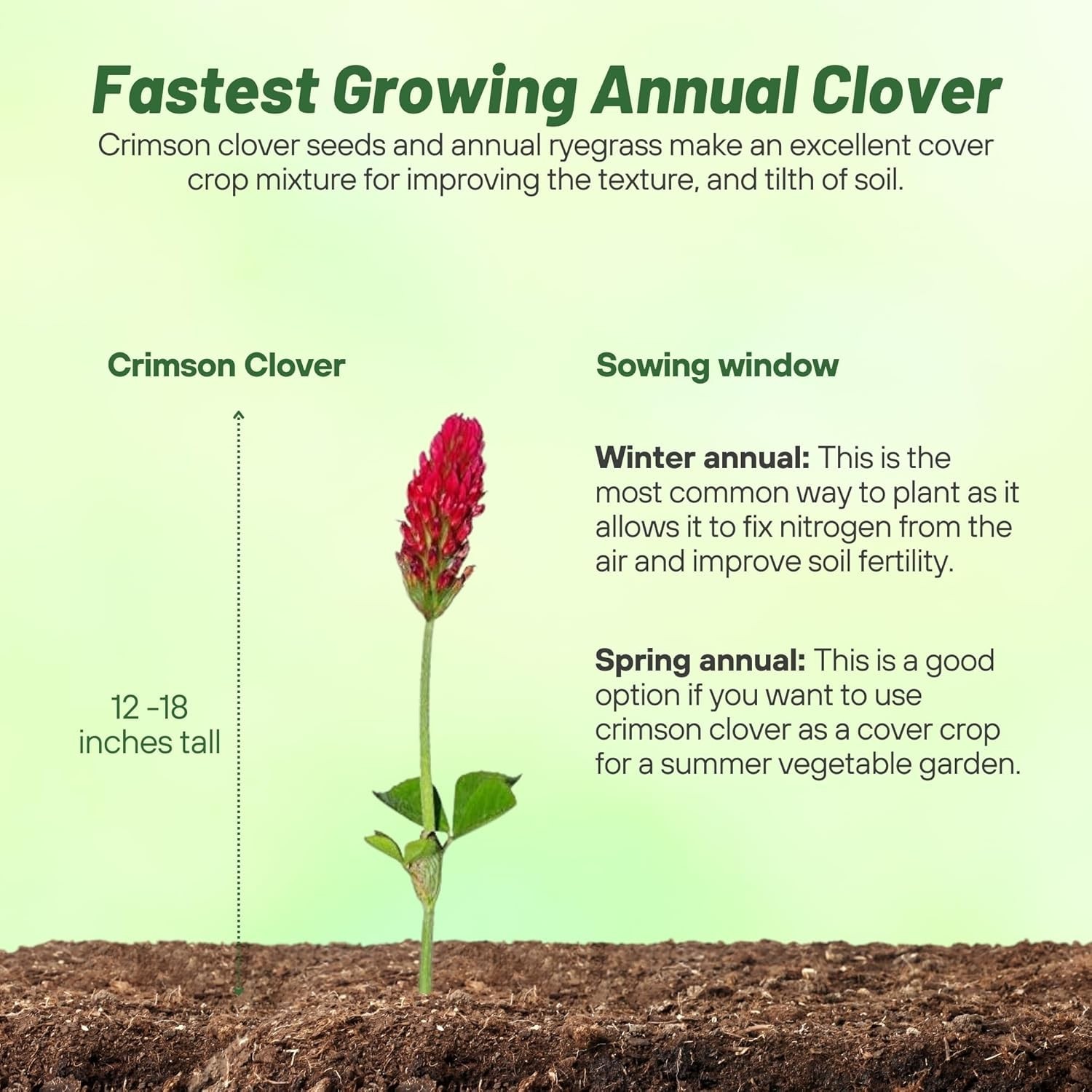 Crimson Clover Seeds – 10 lbs Nitrocoated, Perfect for Lawns & Soil Enrichment