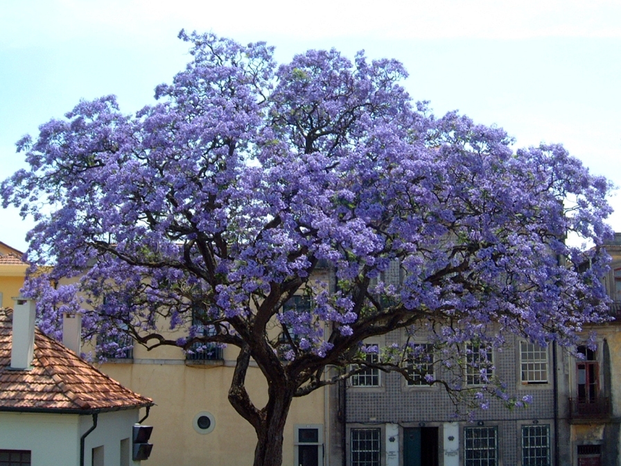Royal Empress, Paulownia tomentosa, Tree Seeds (Fast, Showy, Fragrant)