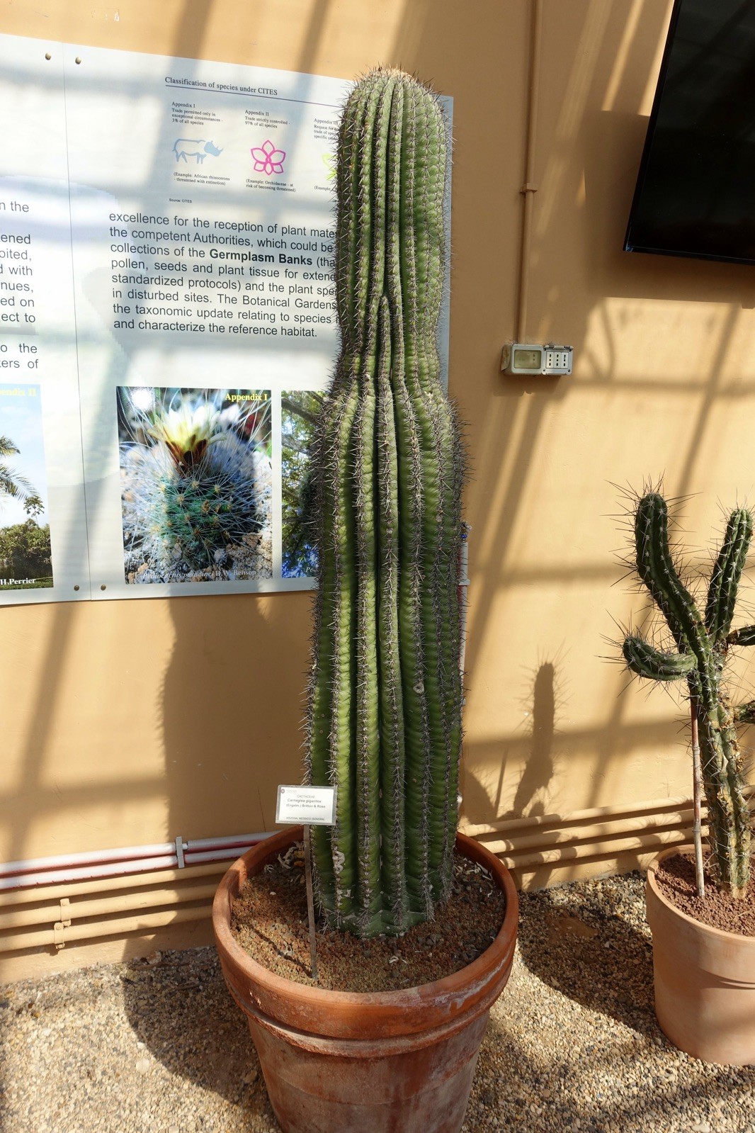 Carnegiea gigantea 25 Seeds – Saguaro Cactus