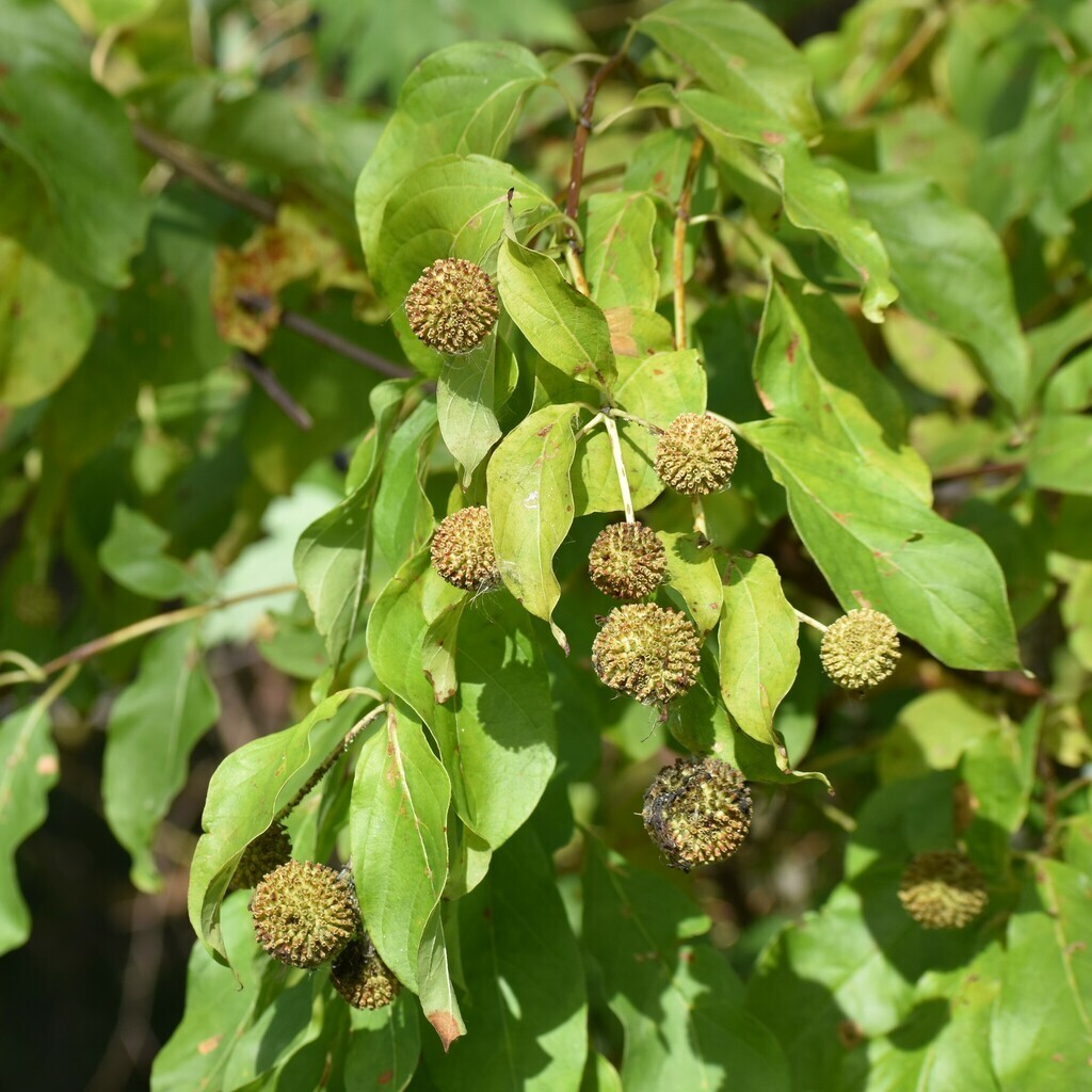100+ Buttonbush Seeds (Cephalanthus occidentalis) | NON-GMO | Free shipping
