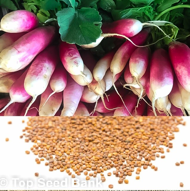 200+ French Breakfast Radish seeds, 24 days + Free GIFT | Fast, Easy to Grow
