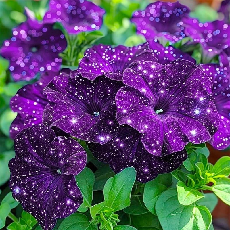499+ Mix Sky Petunia Flower Seeds for Planting, Rare Dwarf Wave Heirloom