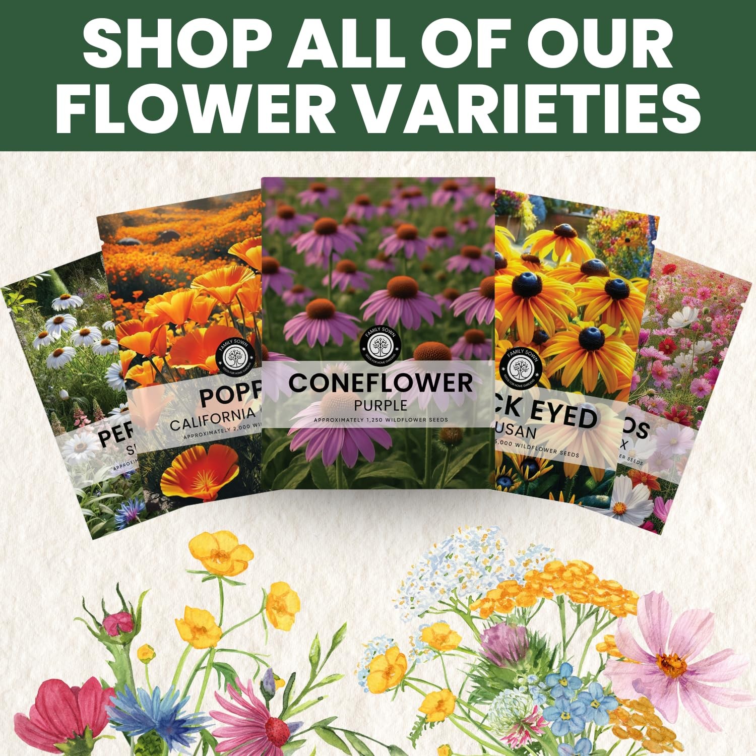 Purple Coneflower – 7,000 Seeds for Planting – 2026 Season – 1 Ounce Pouch