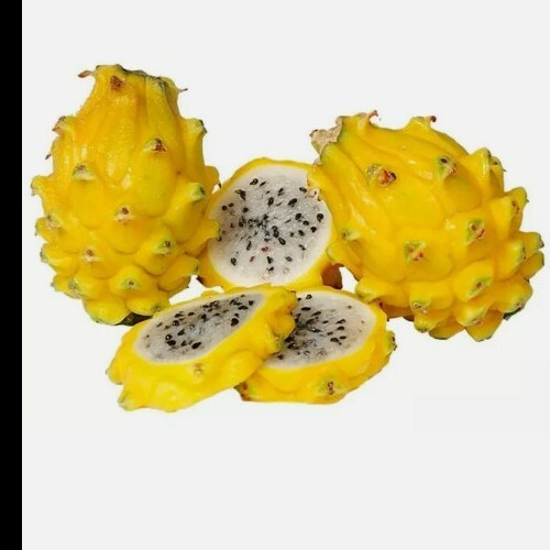 ~Yellow Dwarf~ DRAGON FRUIT Pitaya Cactus 25 LIVE SEEDS