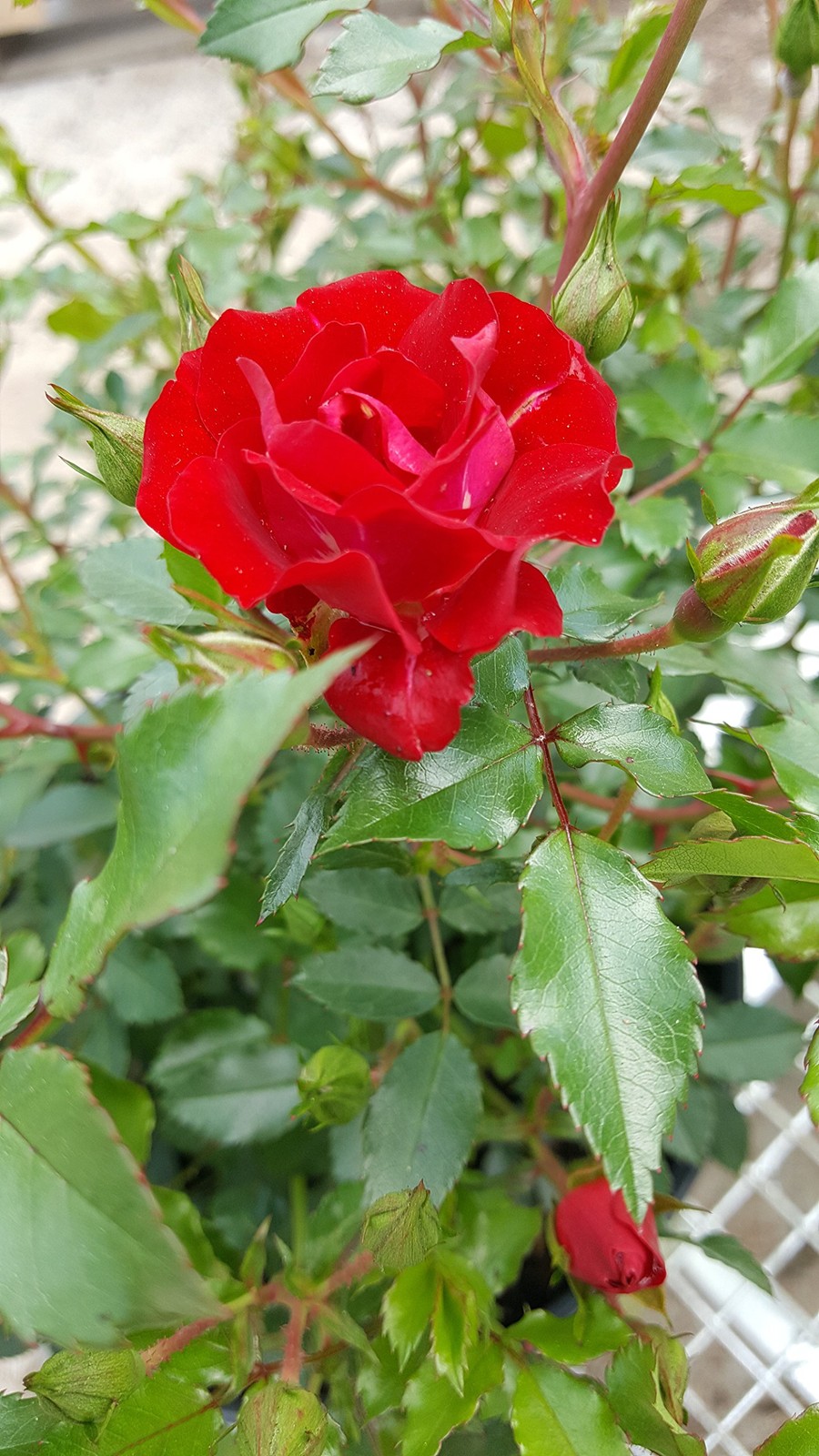 “Red Drift Roses Double Blooming, Easy Care, #2 Container Size”
