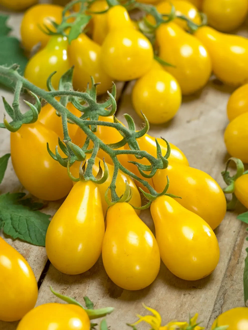 30 YELLOW PEAR TOMATO SEEDS ~ heirloomseedguy ~ 2026 ~ NON-GMO