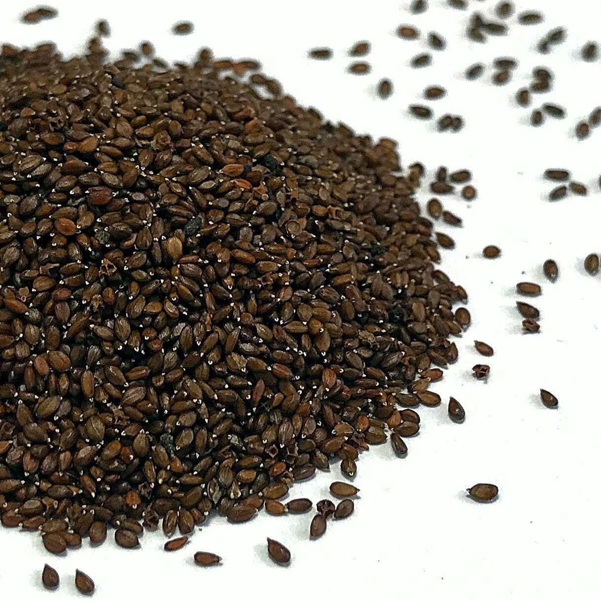 Heal All Seeds (Prunella vulgaris) ~Traditional Herb Native Pollinator Garden