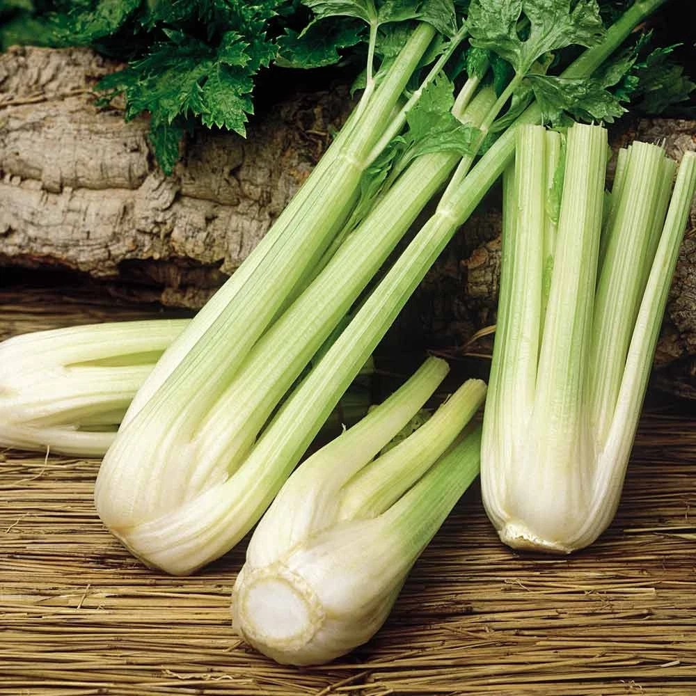3000+ Golden Self Blanching Celery Seeds ——— Heirloom
