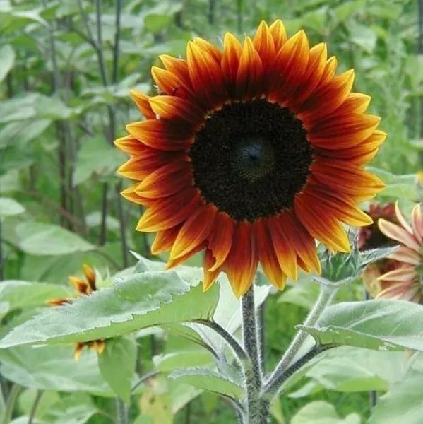 100+ EARTHWALKER SUNFLOWER SEEDS – HEIRLOOM – COLORFUL ——— RARE