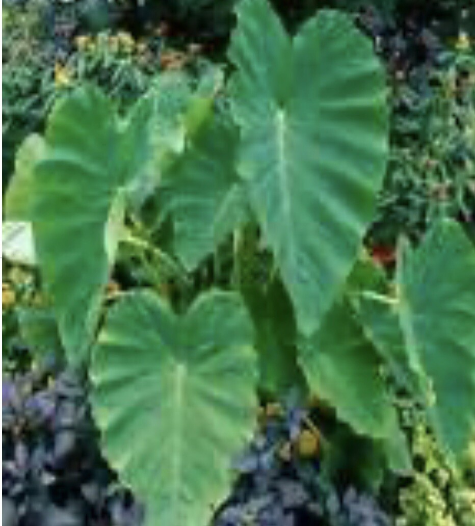 Colocasia Elephant Ear Giant Live Young Starter Plant in a 4” pot.