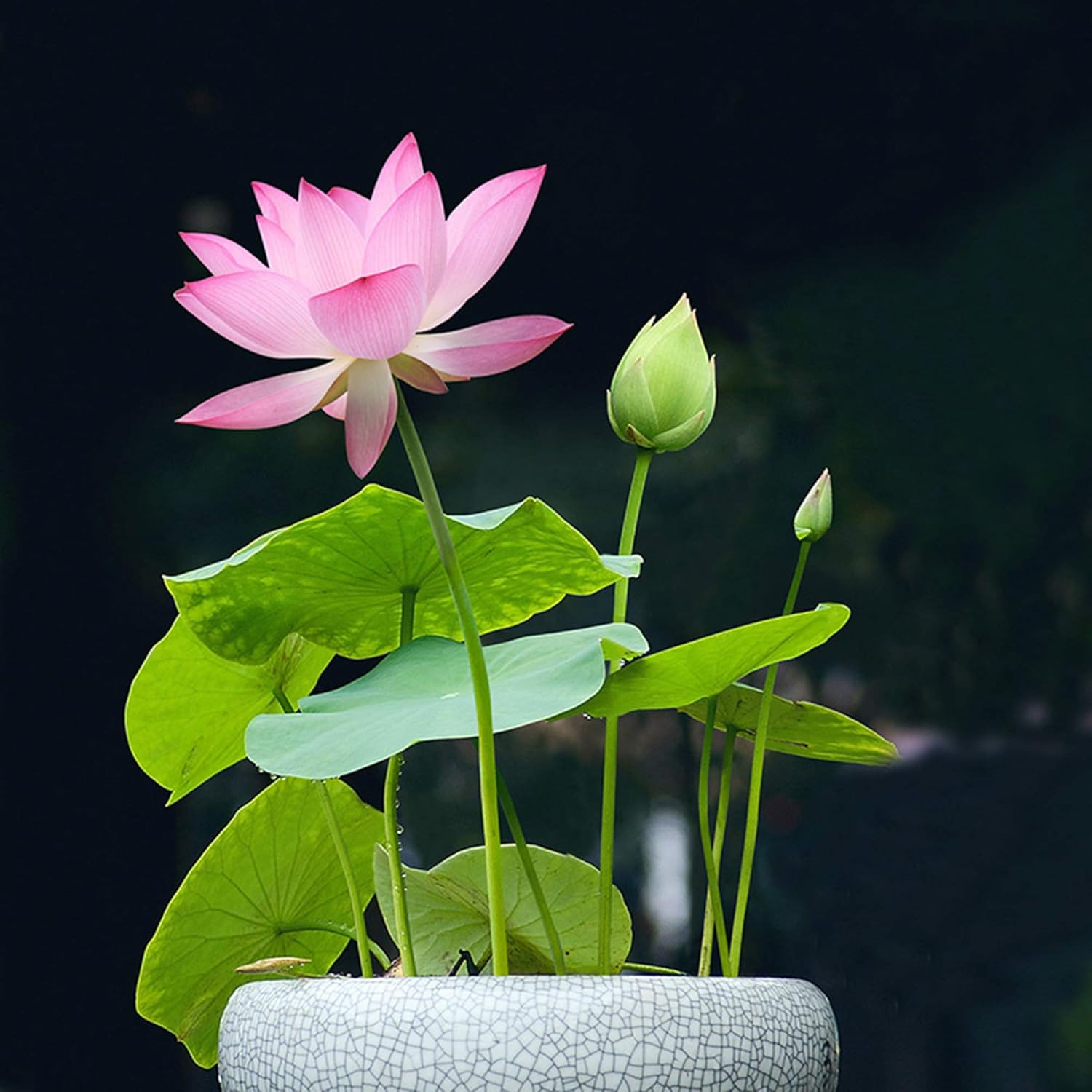 Lotus Flower Seeds for Home Planting Ornamental, Mixed Pink & Red Flower, Can Pu