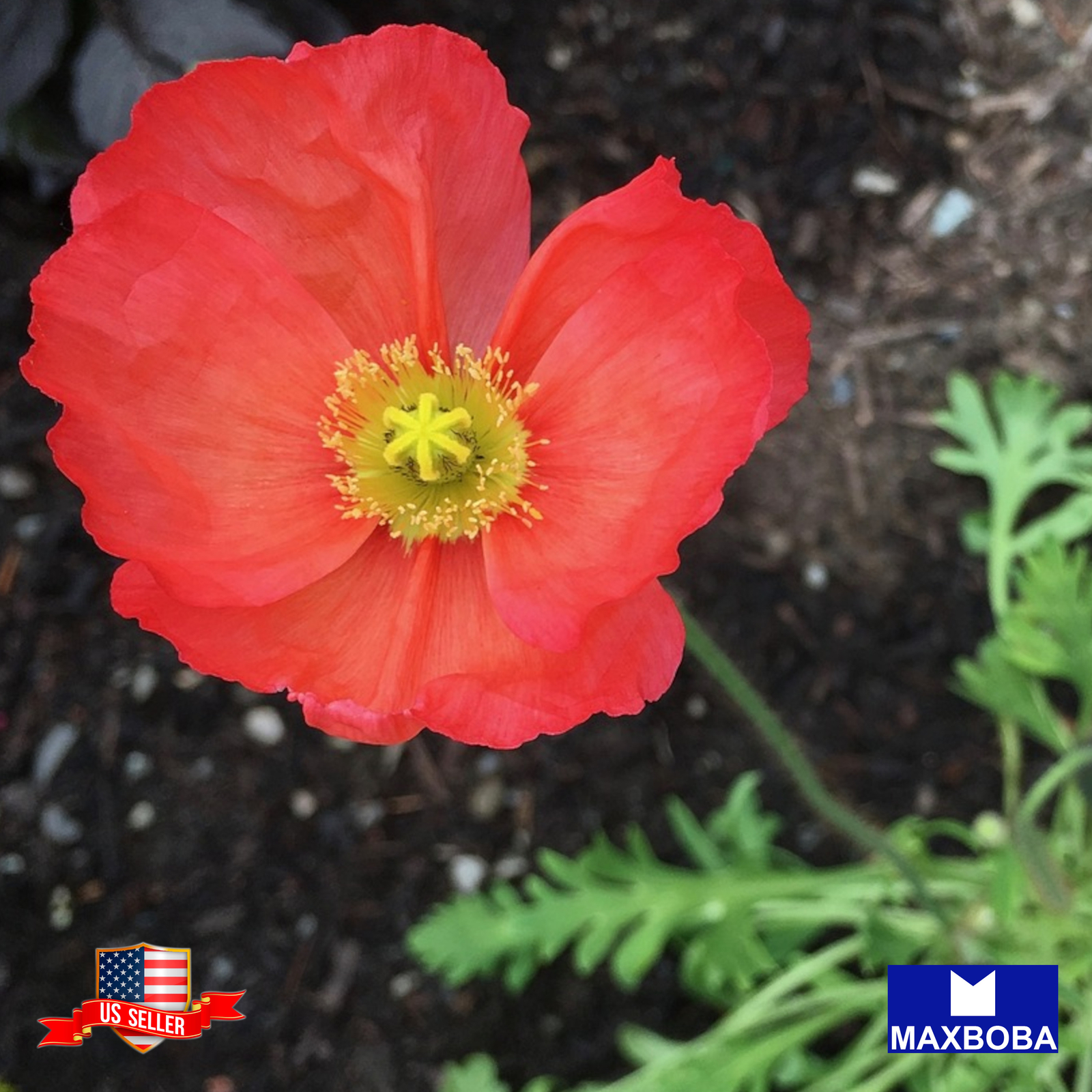 Iceland Poppy Seeds – Iceland Finest Mix Non-GMO Garden