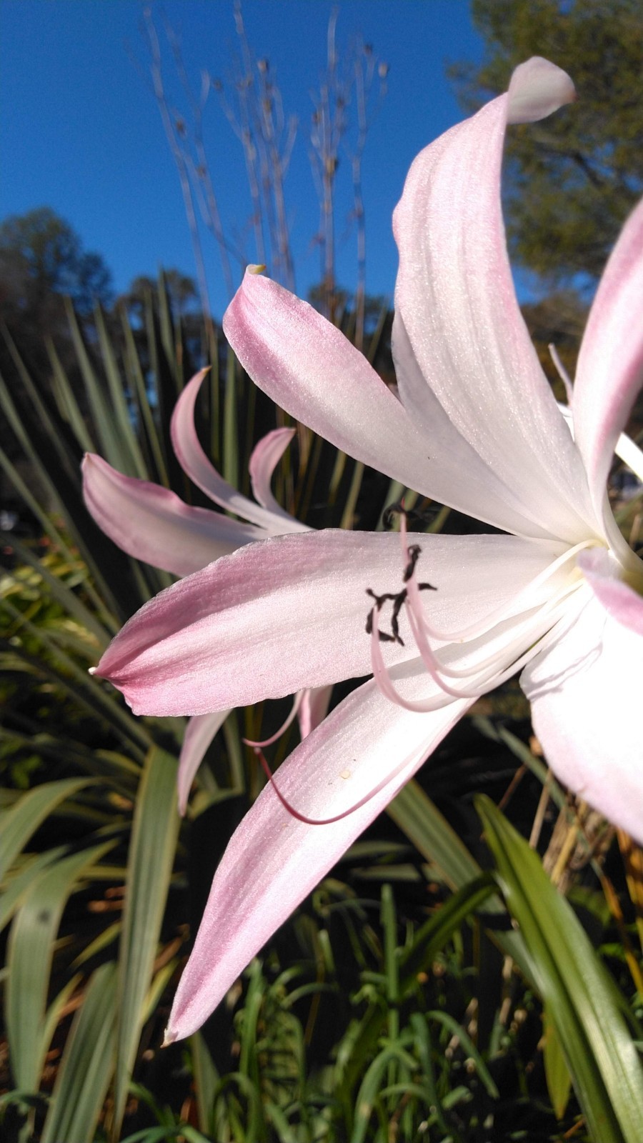 Crinum lily bulbs 4″-6″