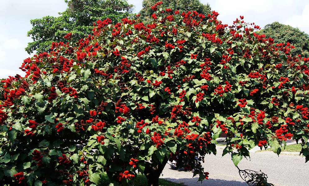 50 Annatto Dye Plant Lipstick Tree Seeds Bixa orellana Tropical Pink Flowers