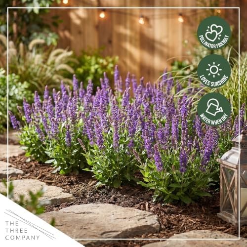 Live Salvia – Blue – Beautiful Upright Perennial – Healthy Spring Plant – 12″ Ta