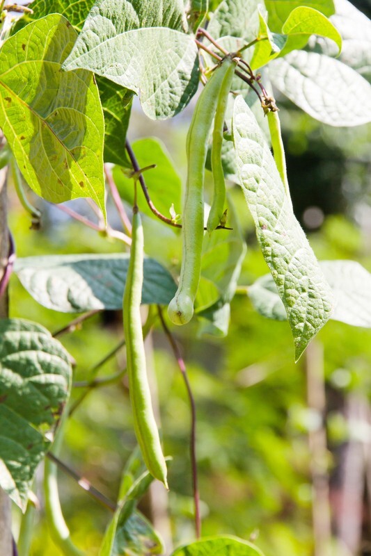 Kentucky Wonder Pole Bean Seeds