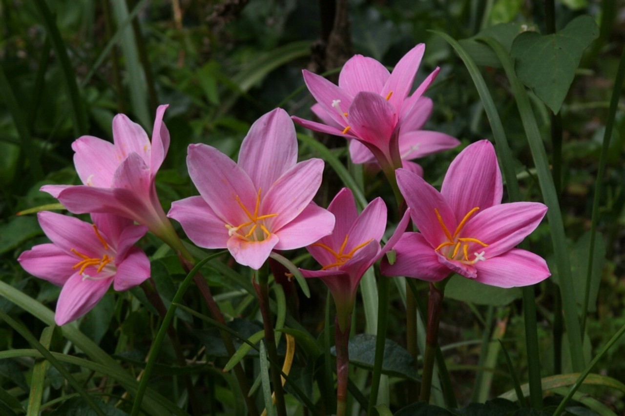 6 Pink Zephyr Lily, Fairy Lily, and Rain Lily, Zephyranthes – 6 Bulbs