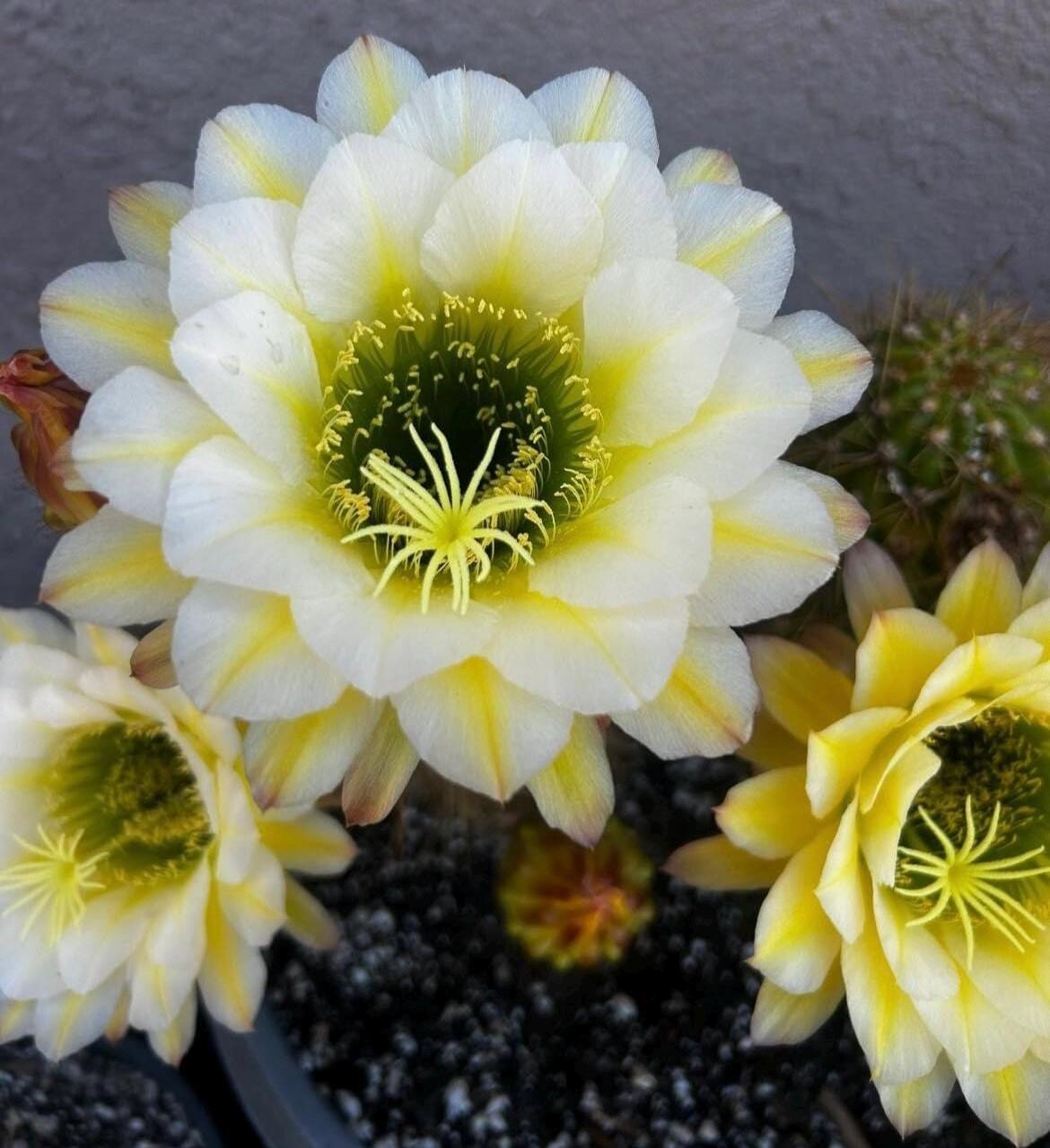 NEW,T. Cereus ,Hybrid,JUNE NOON, Echinopsis,Blooming,Cactus,Plant,Landscape,