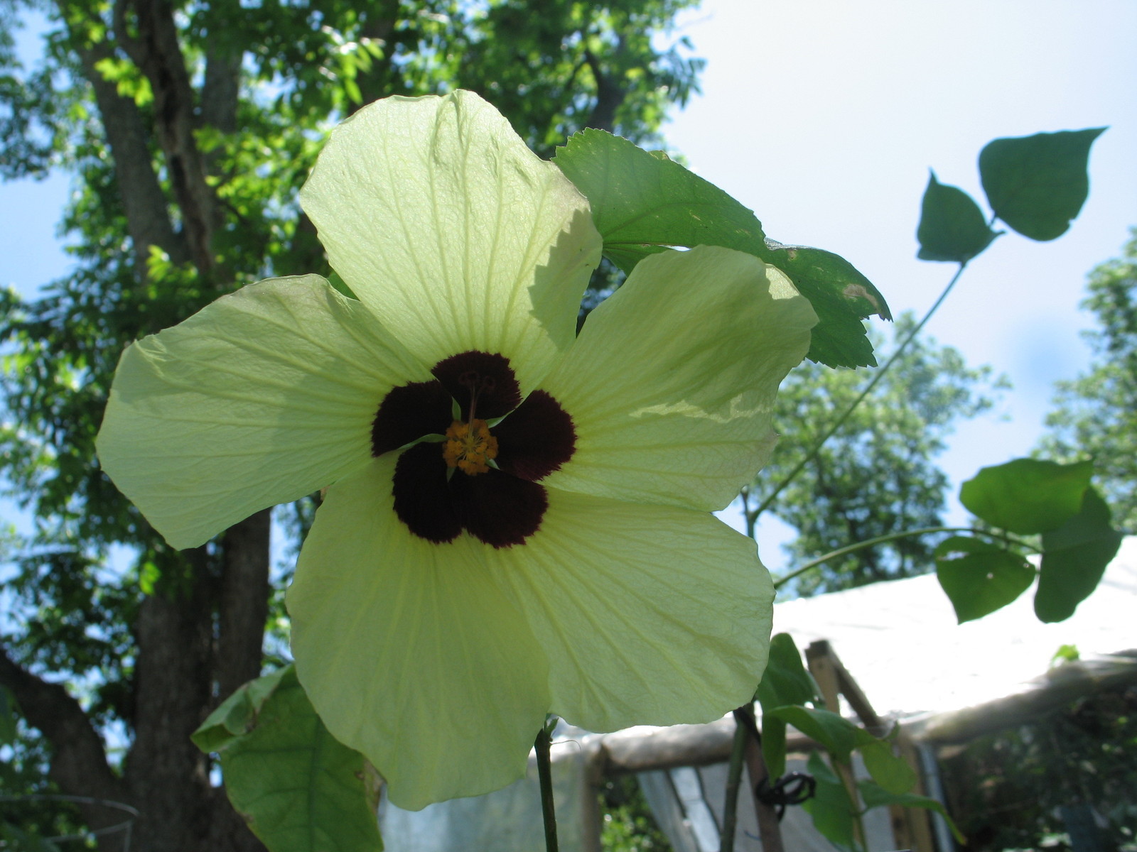 Hibiscus calyphyllus Lemon Yellow Rosemallow 10 seeds
