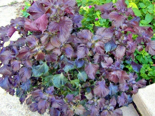 40 RED LEAFED PERILLA SEEDS – Perilla frutescens (Aka-Shiso) – repels ticks
