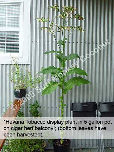 500+ Connecticut Tobacco seeds w/ how to grow booklet! Heirloom