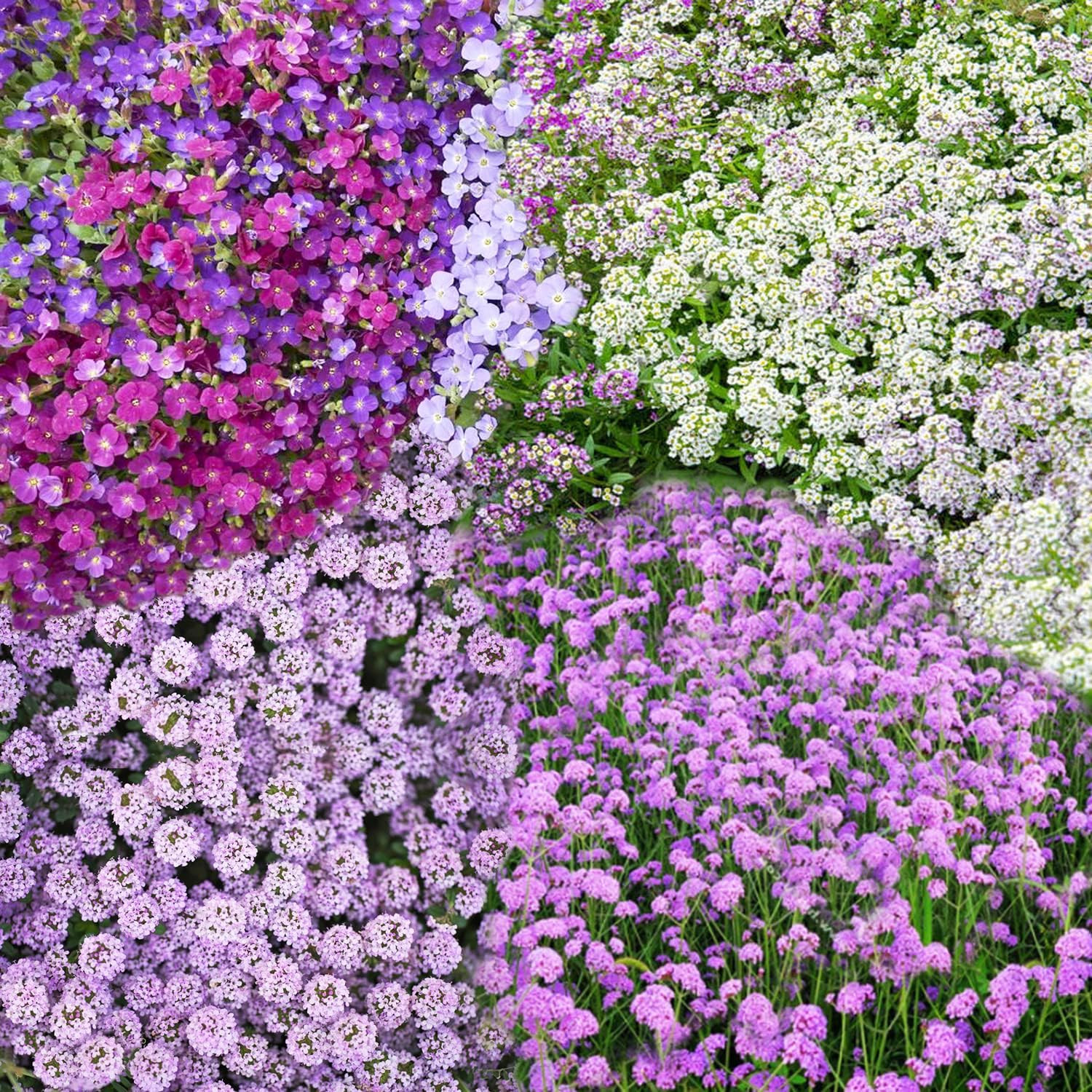 Ground Cover Plant Collection – 31,000+ Mix of Creeping Thyme, Alyssum, Purple