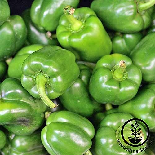 “BEST ON EBAY” 25 SWEET GREEN BELL PEPPER SEEDS FRESH HARVEST IN 2020