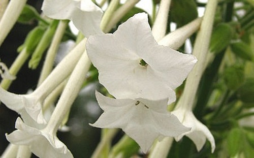 50+ WHITE NICOTIANA SYLVESTEIS FLOWER SEEDS / RESEEDING ANNUAL / FRAGRANT