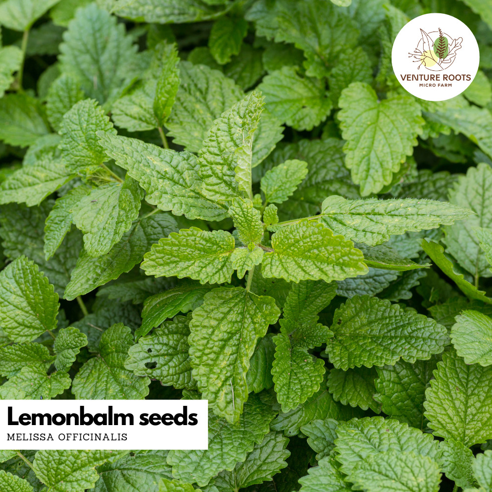 Lemon Balm Seeds – Melissa officinalis | Non-GMO, Open-Pollinated, Perennial Her